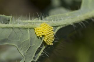 Byk Beyazmelek  (Pieris brassicae)