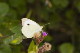 B�y�k Beyazmelek &nbsp;(Pieris&nbsp;brassicae)