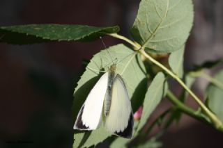 Byk Beyazmelek  (Pieris brassicae)