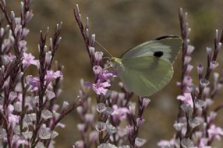 Byk Beyazmelek  (Pieris brassicae)