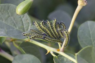 Byk Beyazmelek  (Pieris brassicae)