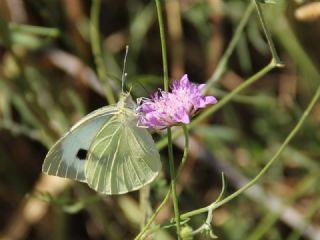 Byk Beyazmelek  (Pieris brassicae)