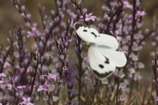 Byk Beyazmelek  (Pieris brassicae)