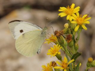 Byk Beyazmelek  (Pieris brassicae)