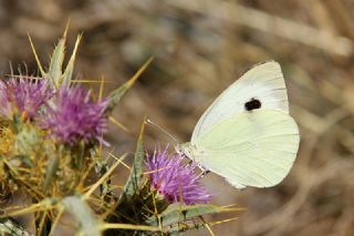 Byk Beyazmelek  (Pieris brassicae)