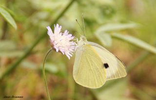 Byk Beyazmelek  (Pieris brassicae)