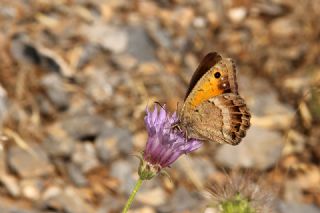 Anadolu Pirireisi (Satyrus favonius)