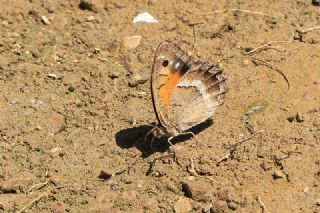 Anadolu Pirireisi (Satyrus favonius)