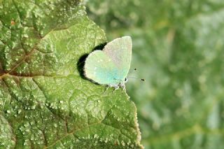 Ign Zmrt, Minikzmrt (Callophrys mystaphia)