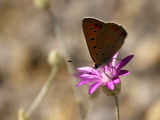 Anadolu Ate Gzeli (Lycaena asabinus)