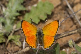Alev Ategzeli (Lycaena kefersteinii)