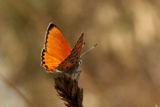 Alev Ategzeli (Lycaena kefersteinii)