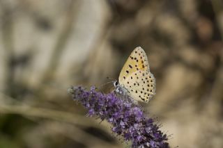 Alev Ate�g�zeli&nbsp;(Lycaena&nbsp;kefersteinii)