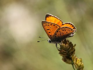 Alev Ategzeli (Lycaena kefersteinii)