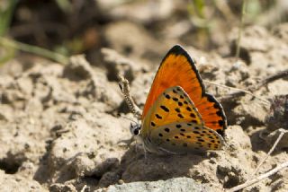 Alev Ategzeli (Lycaena kefersteinii)