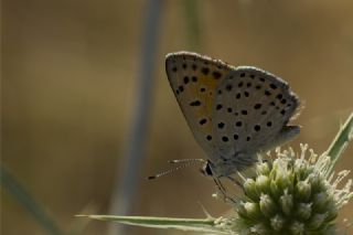 Alev Ategzeli (Lycaena kefersteinii)