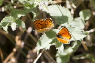 Alev Ate�g�zeli&nbsp;(Lycaena&nbsp;kefersteinii)