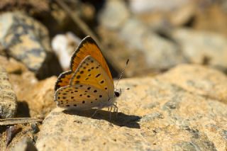 Alev Ate�g�zeli&nbsp;(Lycaena&nbsp;kefersteinii)