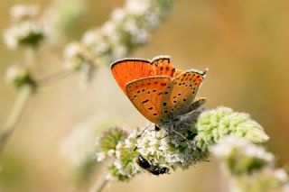 Kermanah (Lycaena kurdistanica)