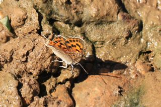Da Atei (Lycaena thetis)