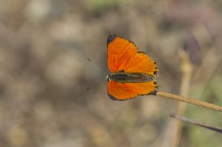 Da Atei (Lycaena thetis)