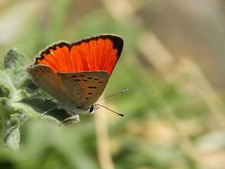 Da� Ate�i&nbsp;(Lycaena&nbsp;thetis)