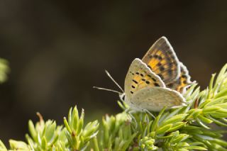 Da Atei (Lycaena thetis)