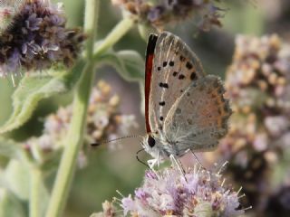 Da Atei (Lycaena thetis)