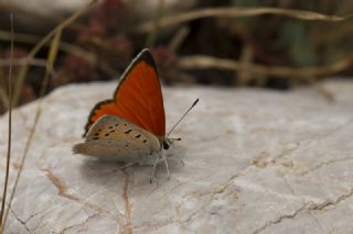 Da Atei (Lycaena thetis)