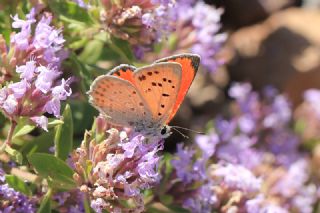 Da Atei (Lycaena thetis)