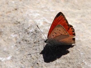 Da Atei (Lycaena thetis)