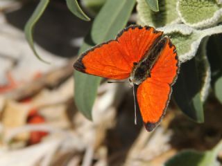 Da Atei (Lycaena thetis)