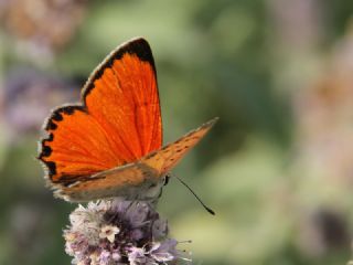 Da Atei (Lycaena thetis)