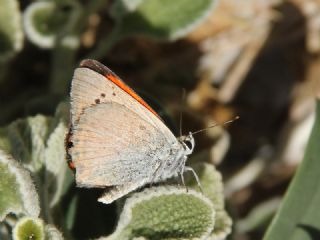 Da Atei (Lycaena thetis)