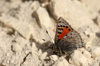 Kafkasya Gelinci�i&nbsp;(Tomares&nbsp;callimachus)