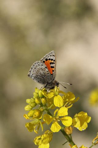 Kafkasya Gelinci�i&nbsp;(Tomares&nbsp;callimachus)