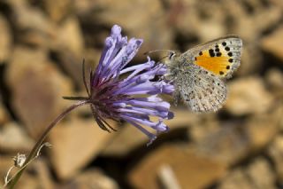 Kafkasya Gelincii (Tomares callimachus)