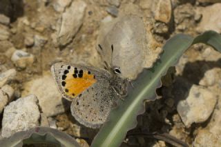 Kafkasya Gelincii (Tomares callimachus)