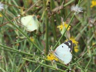 Gzel Azamet (Colias sareptensis)