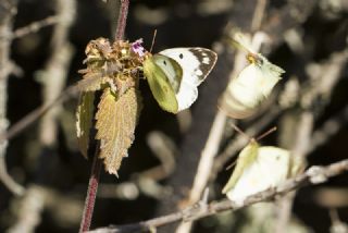 Gzel Azamet (Colias alfacariensis)