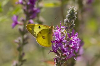 G�zel Azamet&nbsp;(Colias&nbsp;alfacariensis)