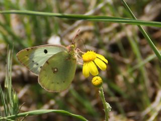 G�zel Azamet&nbsp;(Colias&nbsp;alfacariensis)