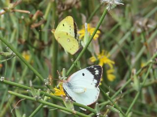 Gzel Azamet (Colias alfacariensis)