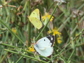 Gzel Azamet (Colias sareptensis)