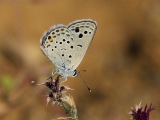 Anadolu Turan Mavisi (Turanana panagaea)