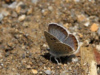 Yunan Turan Mavisi&nbsp;(Turanana&nbsp;taygetica)
