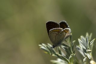 Doulu Esmergz (Plebejus carmon)