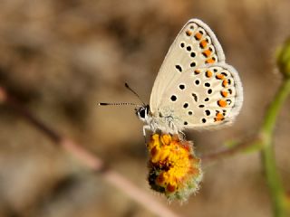 Doulu Esmergz (Plebejus carmon)