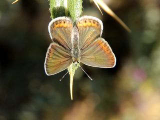 Doulu Esmergz (Plebejus carmon)