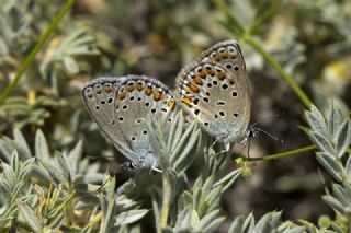 Doulu Esmergz (Plebejus carmon)